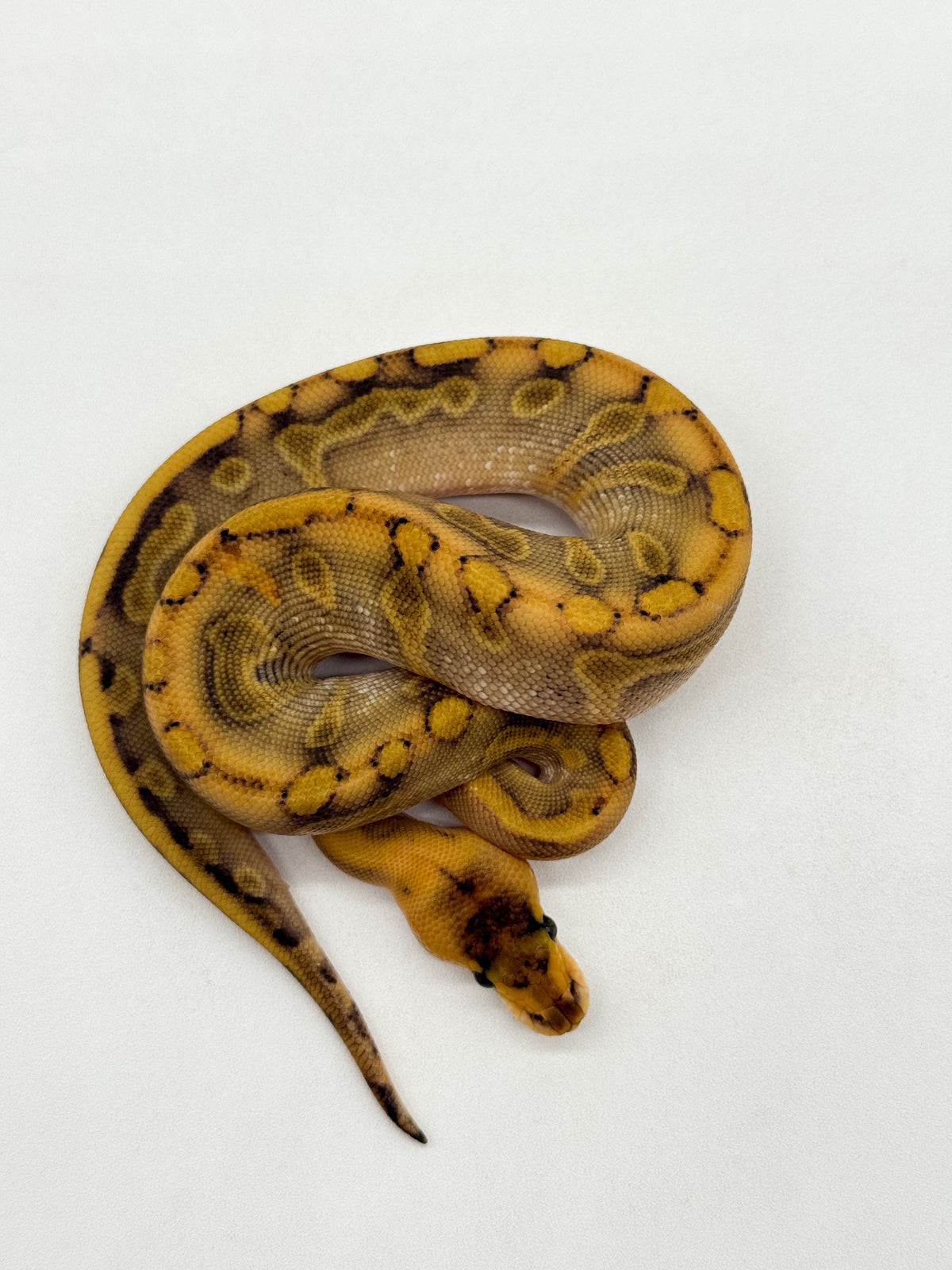 CHAMPAGNE ENCHI - HEMBRA