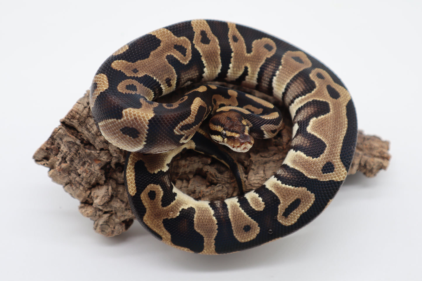 LEOPARD DOBLE HET. GENETIC STRIPE CLOWN - MACHO