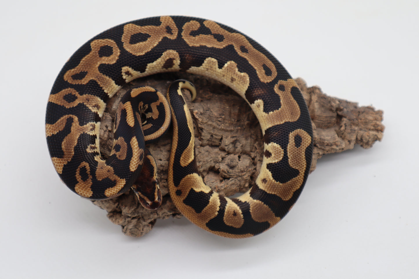 LEOPARD DOBLE HET SUNSET CLOWN - MACHO