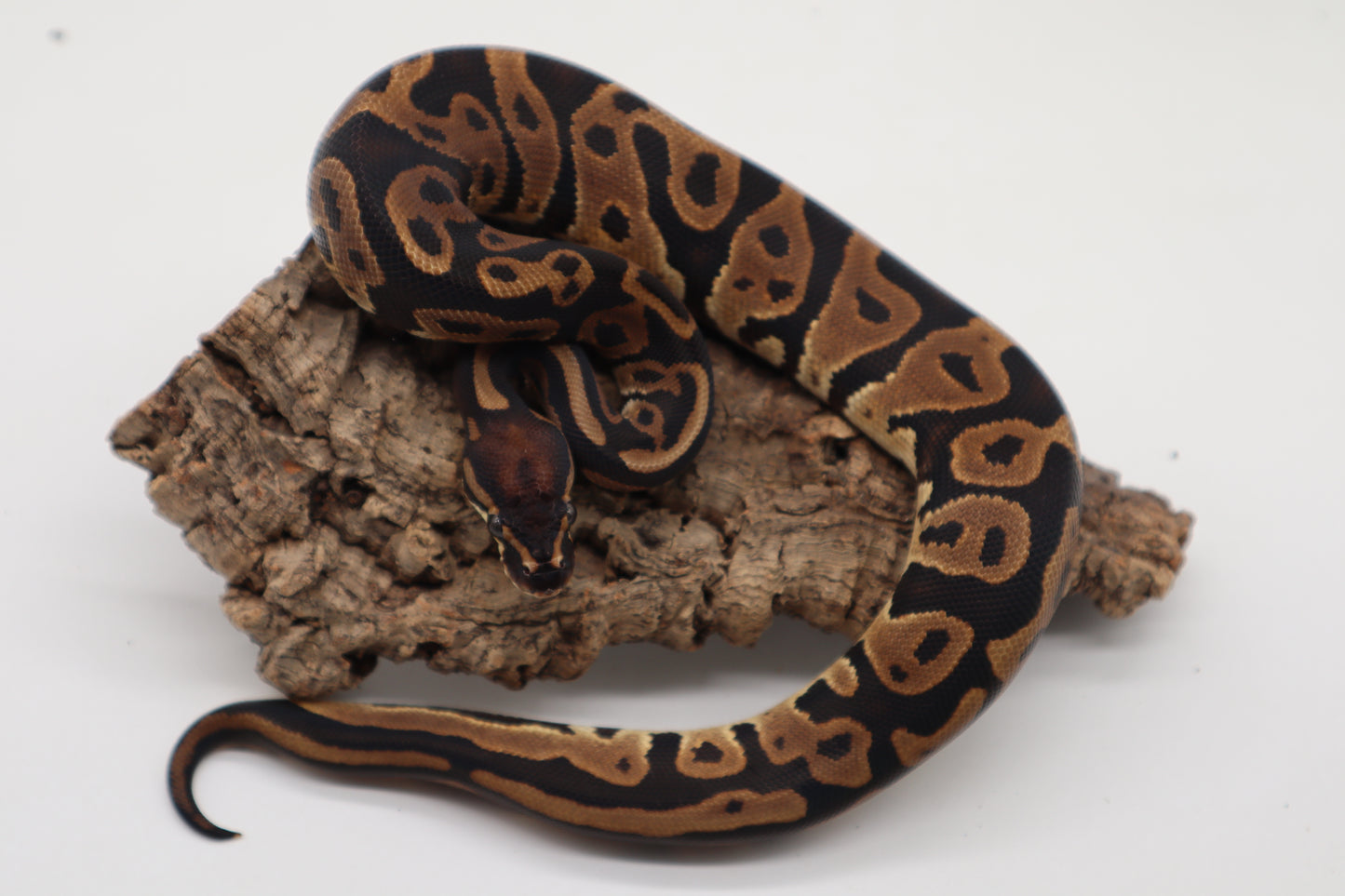 LEOPARD HET. PIED Pos. HET. ALBINO - MACHO