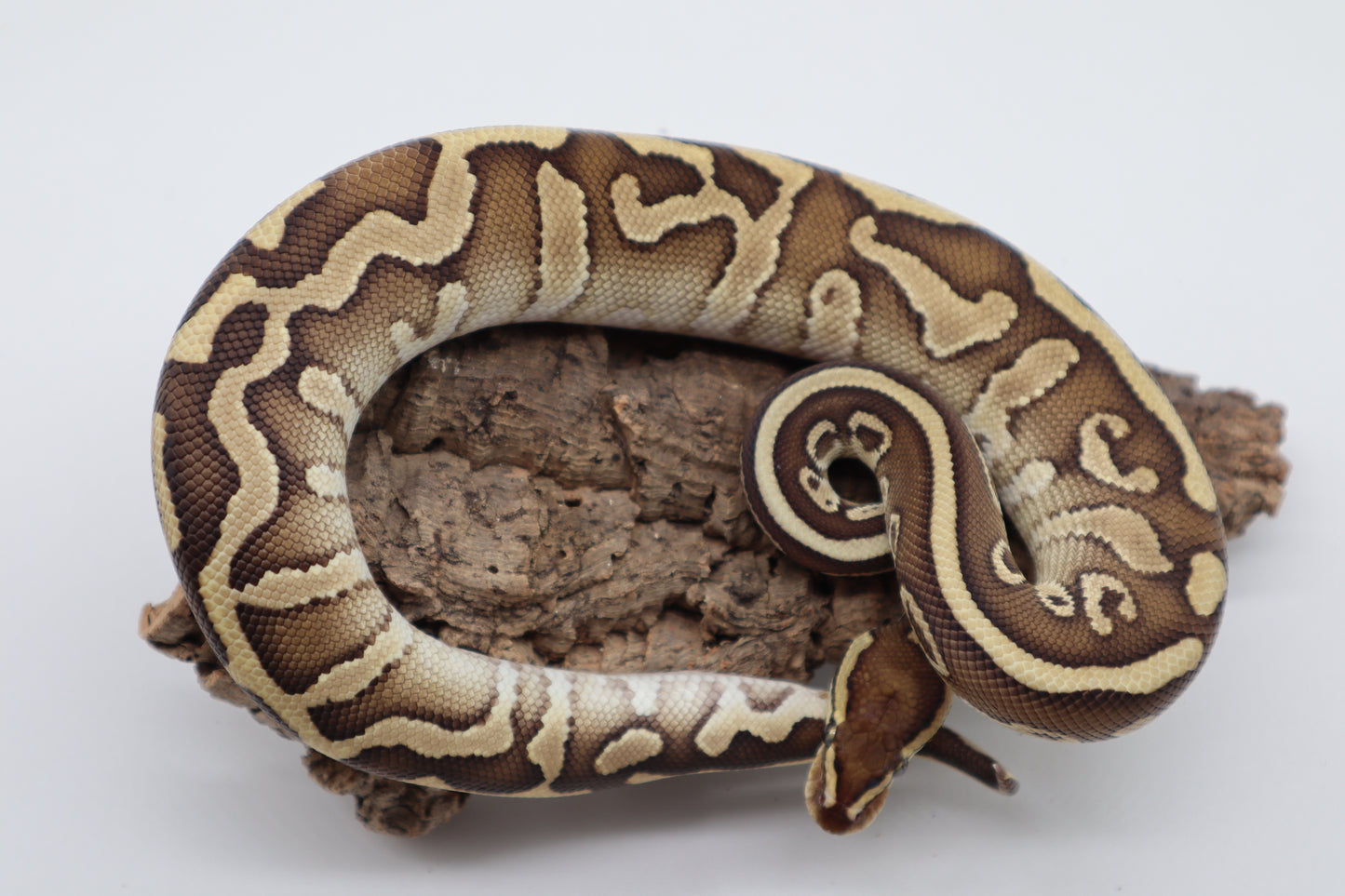 LESSER LEOPARD HET. CLOWN - MACHO