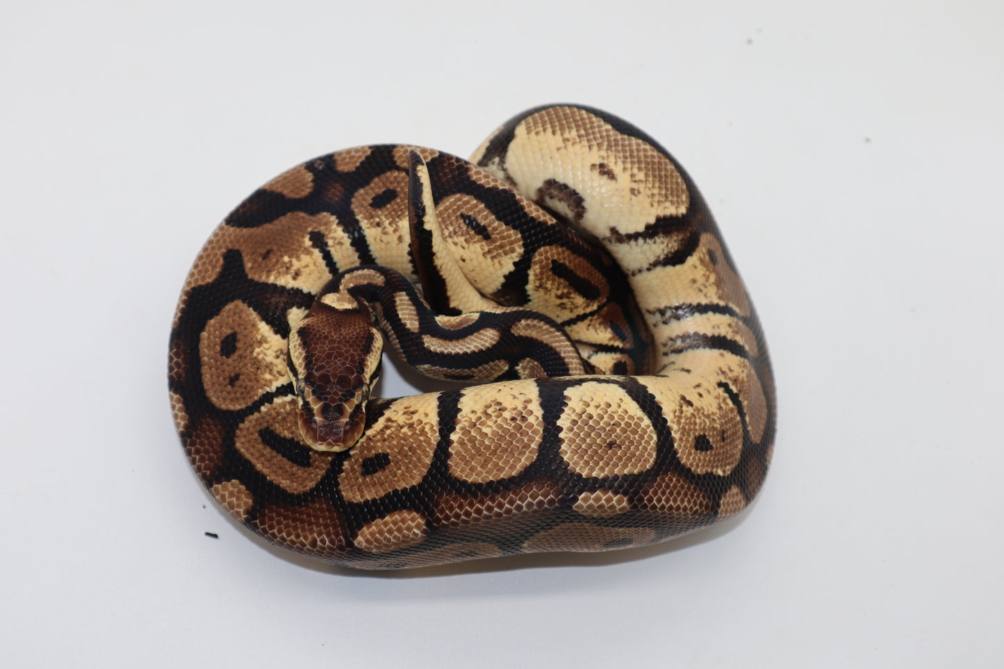 PASTEL HET. GENETIC STRIPE - MACHO