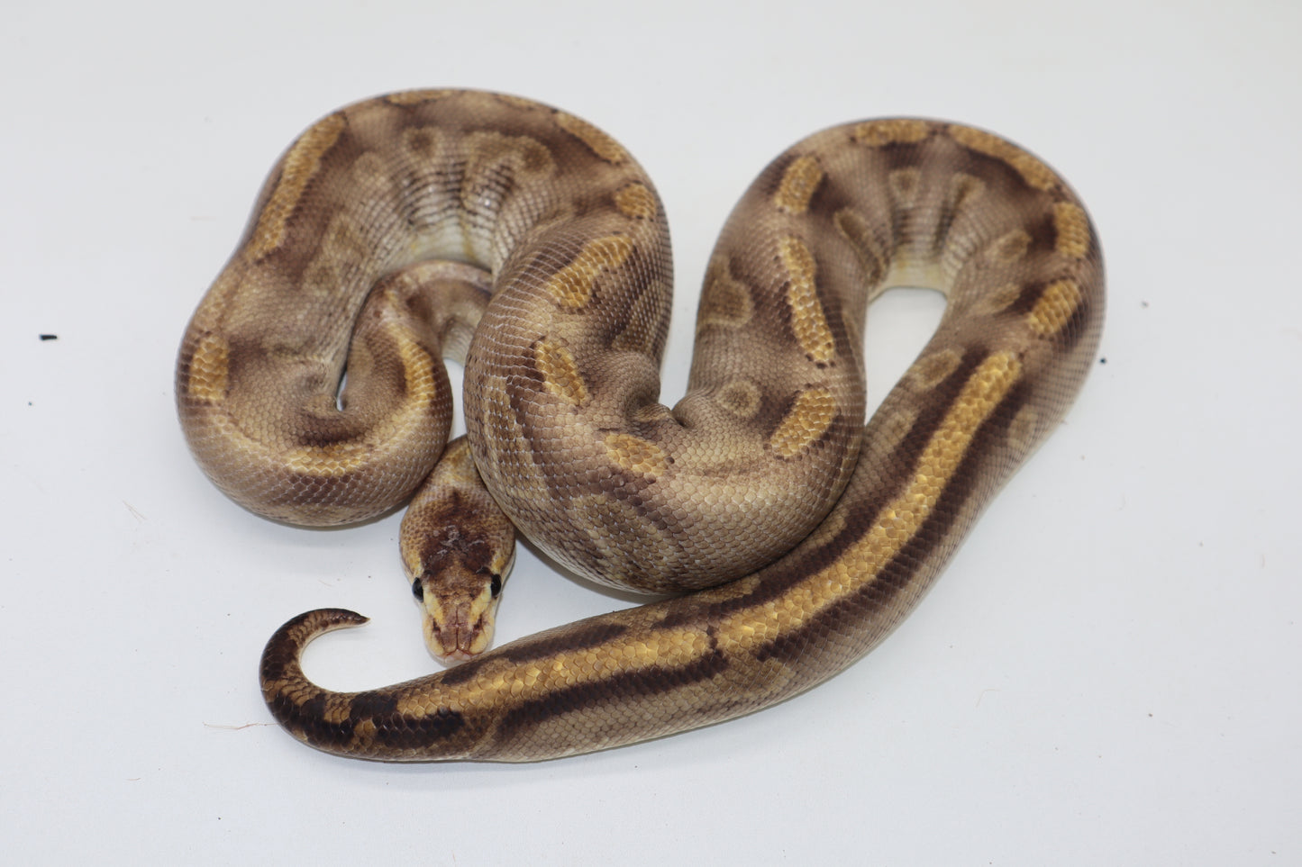 CHAMPAGNE ENCHI - HEMBRA