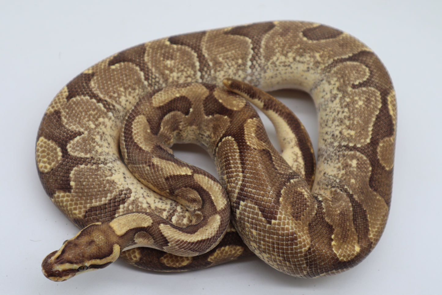 ENCHI FIRE - MACHO