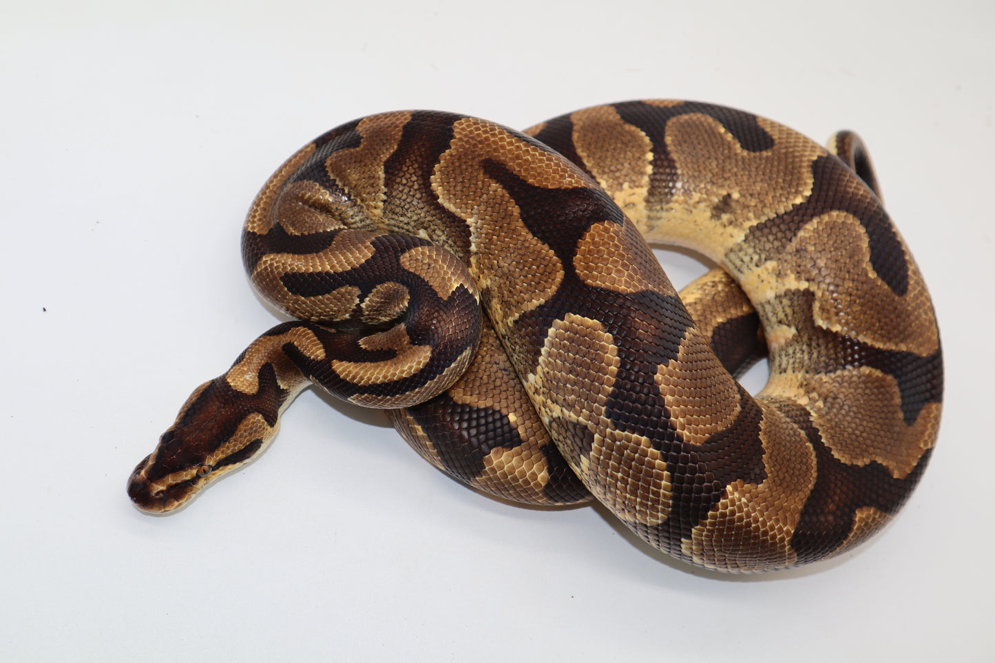ENCHI YELLOW BELLY - MACHO