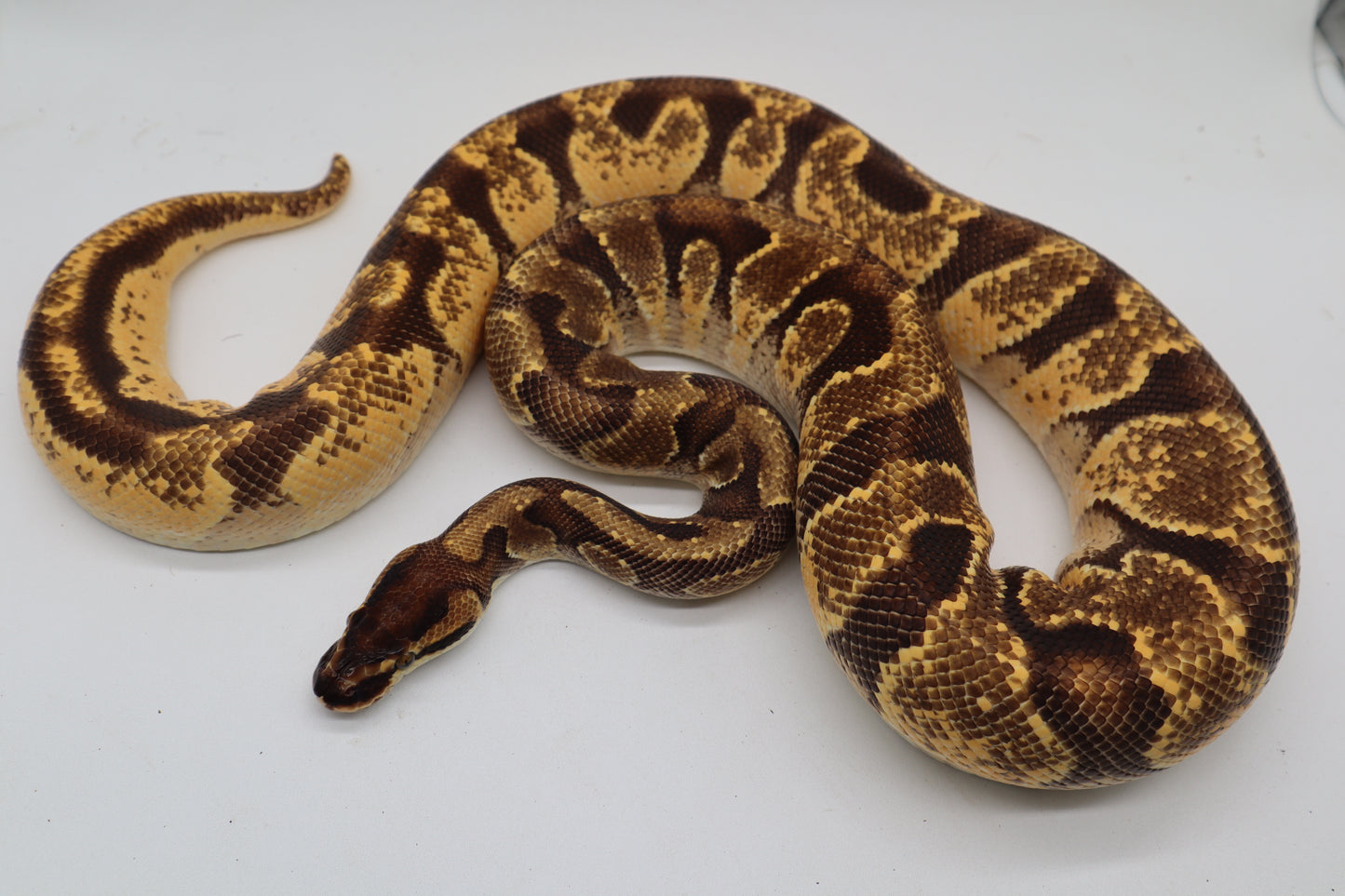 ORANGE DREAM ENCHI YELLOW BELLY - MACHO
