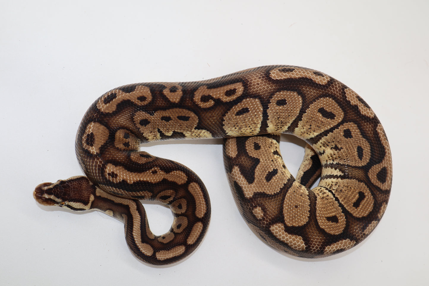 RED STRIPE PASTEL - MACHO