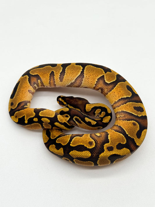 Enchi Yellow Belly het. Clown - Hembra