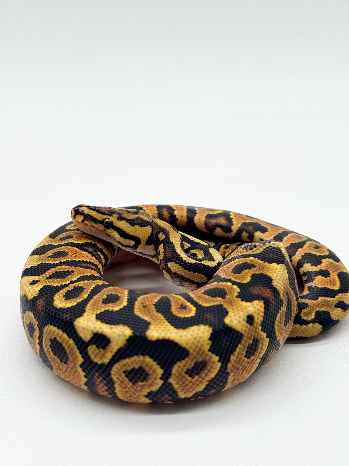Spotnose Yellow Belly het. Clown - Macho