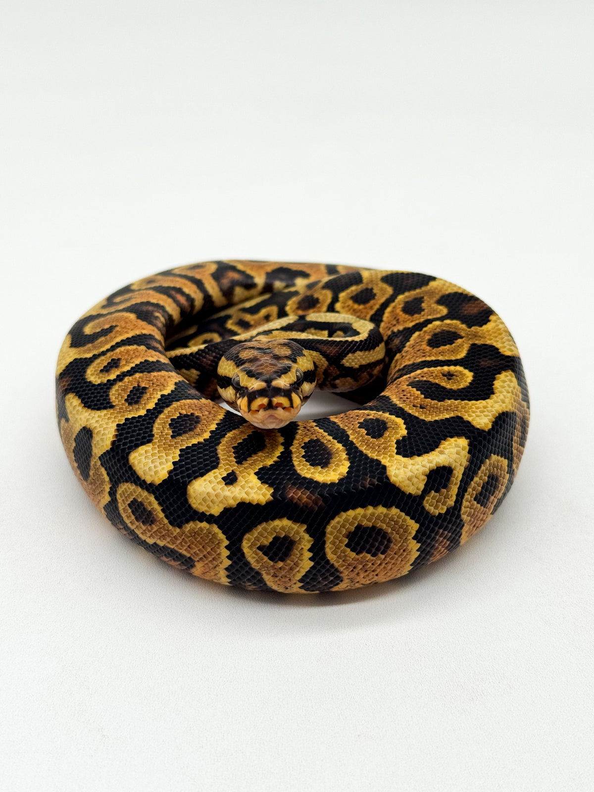 Spotnose Yellow Belly het. Clown - Macho