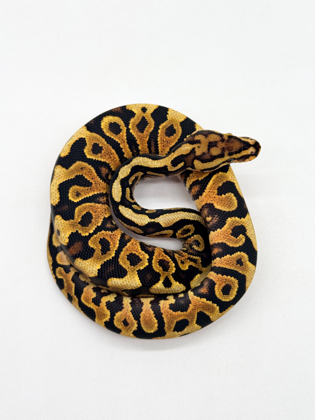 Spotnose Yellow Belly het. Clown - Macho