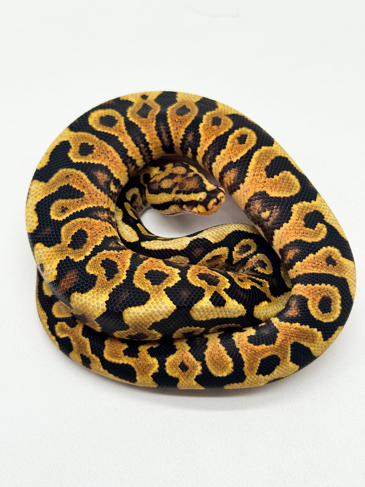 Spotnose Yellow Belly het. Clown - Macho