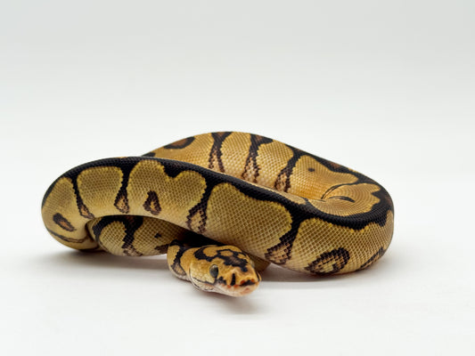 Spotnose Enchi Clown