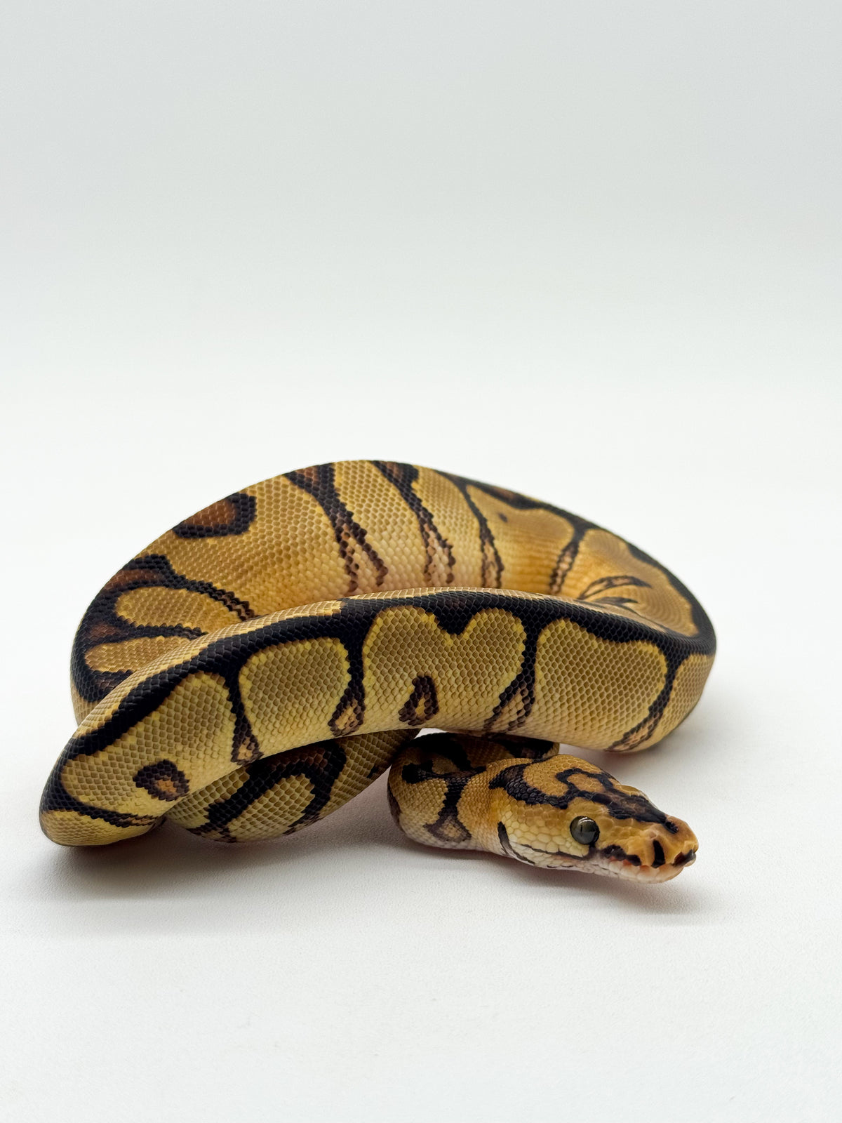 Spotnose Enchi Clown