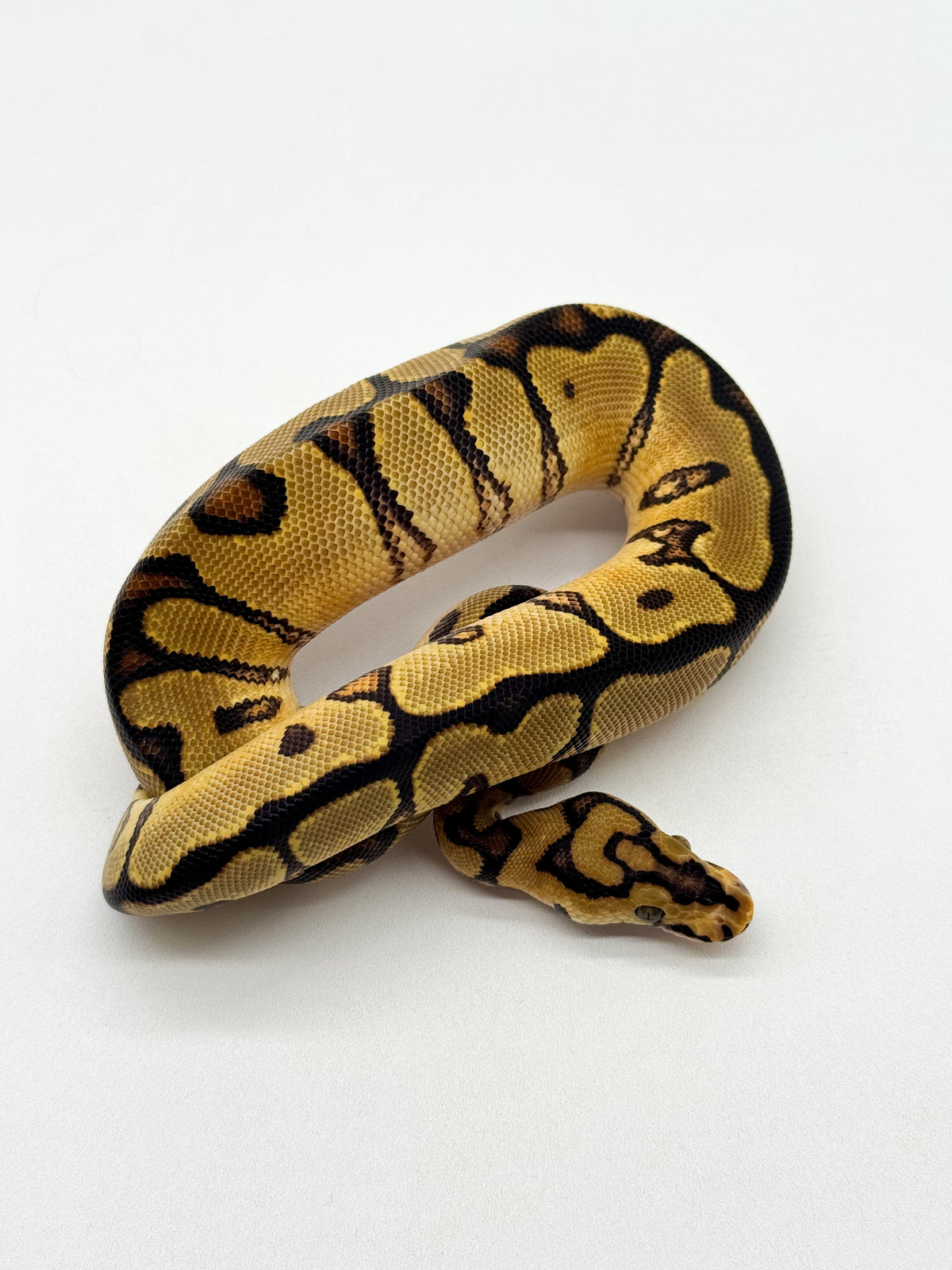 Spotnose Enchi Clown