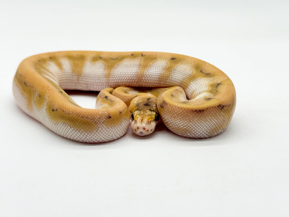 CHAMPAGNE ENCHI ORANGE DREAM BUTTER - HEMBRA