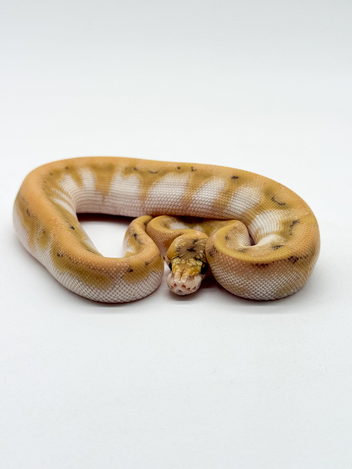 CHAMPAGNE ENCHI ORANGE DREAM BUTTER - HEMBRA