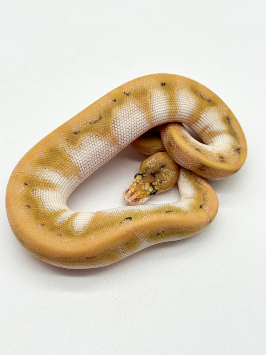 CHAMPAGNE ENCHI ORANGE DREAM BUTTER - HEMBRA