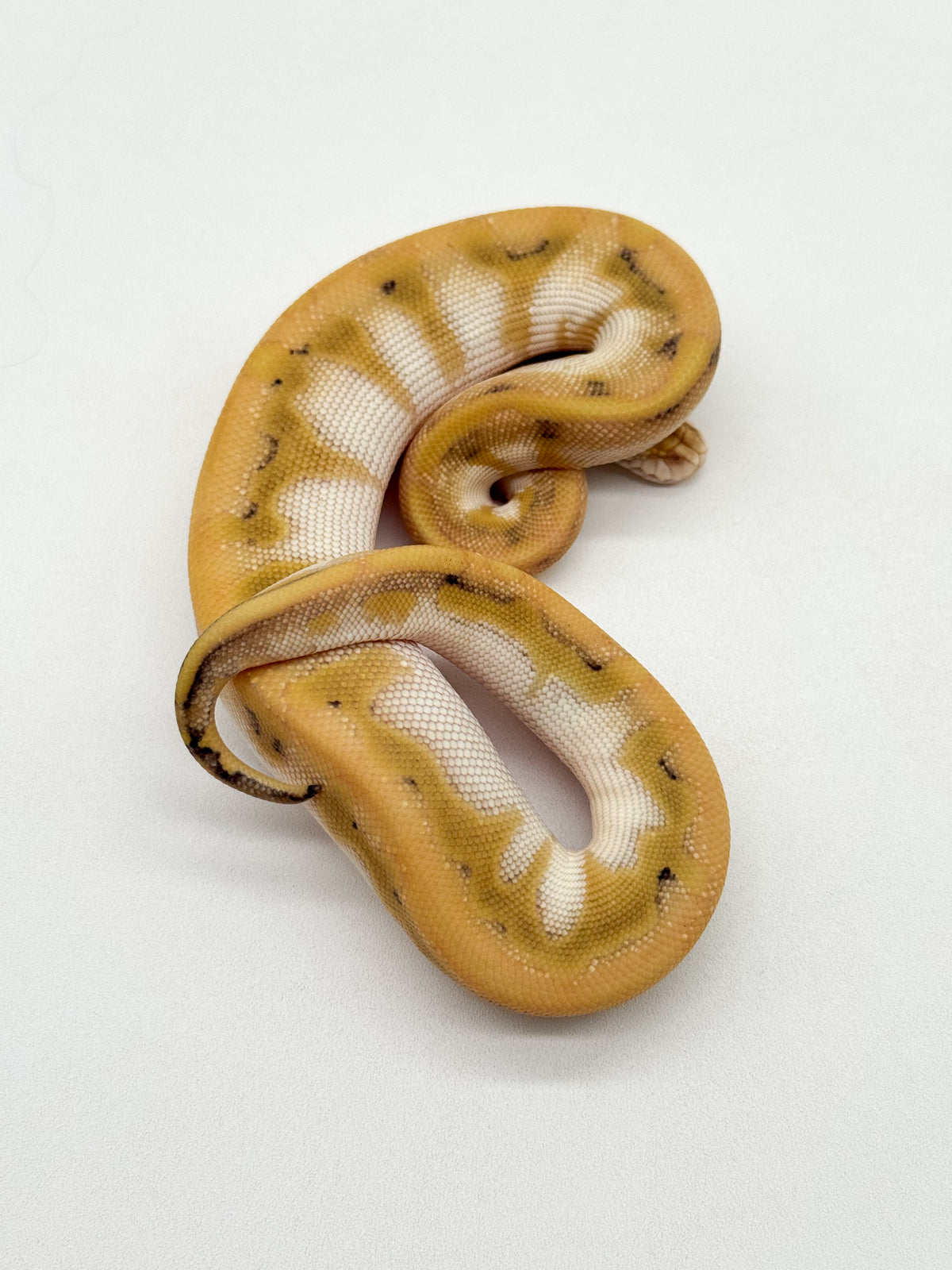 CHAMPAGNE ENCHI ORANGE DREAM BUTTER - HEMBRA