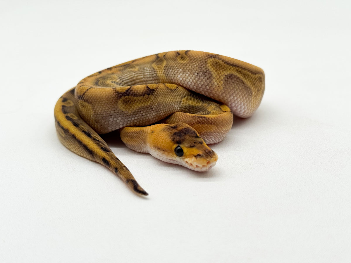 CHAMPAGNE ENCHI - HEMBRA