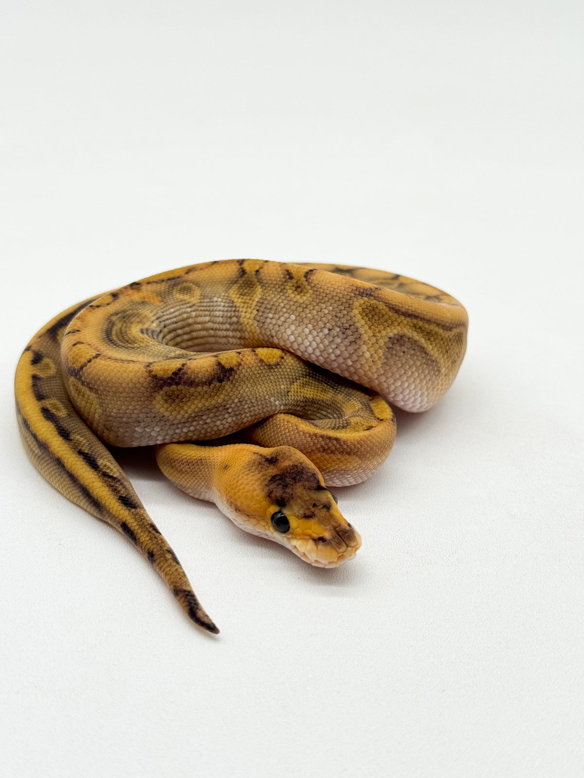 CHAMPAGNE ENCHI - HEMBRA