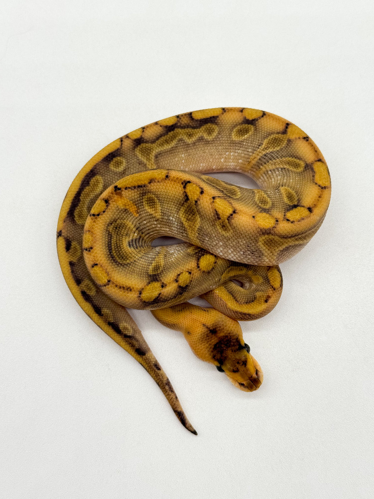 CHAMPAGNE ENCHI - HEMBRA