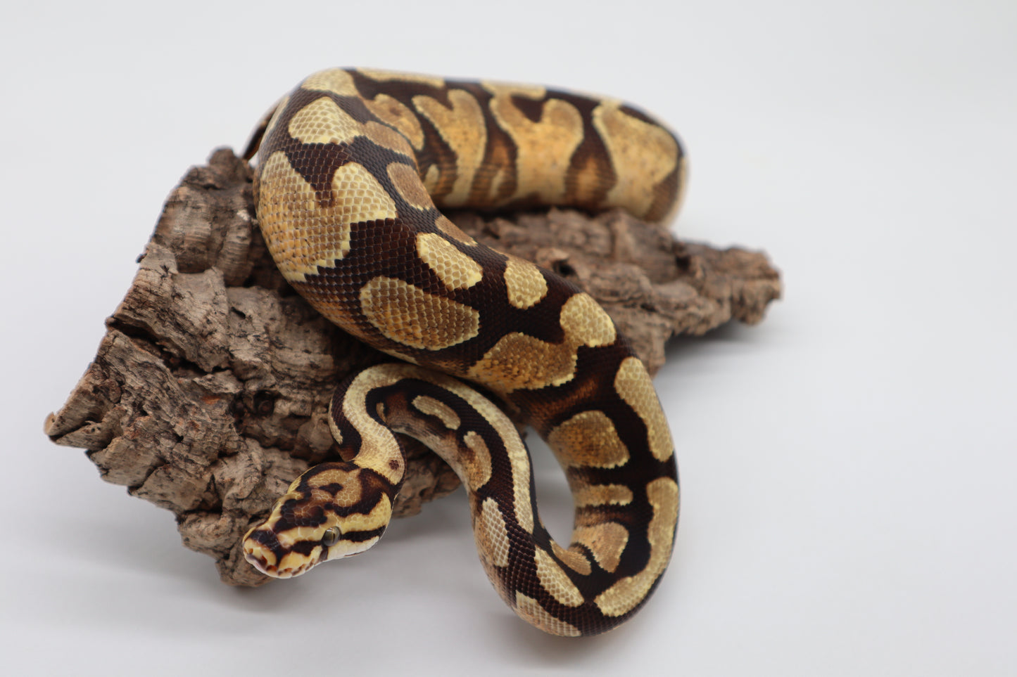 ENCHI SPOTNOSE YELLOW BELLY HET. CLOWN - MACHO