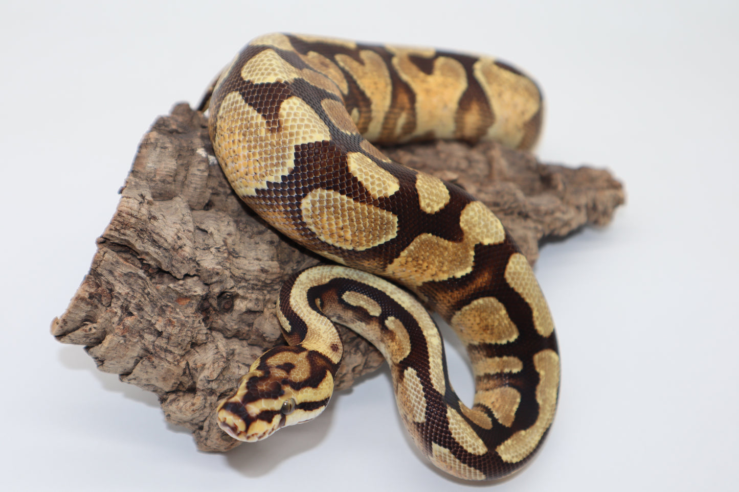 ENCHI SPOTNOSE YELLOW BELLY HET. CLOWN - MACHO
