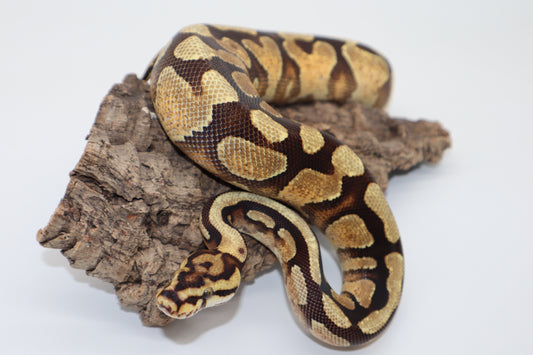 ENCHI SPOTNOSE YELLOW BELLY HET. CLOWN - MACHO