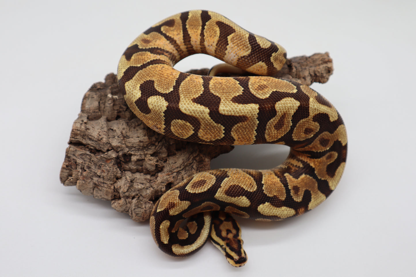ENCHI SPOTNOSE YELLOW BELLY HET. CLOWN - MACHO