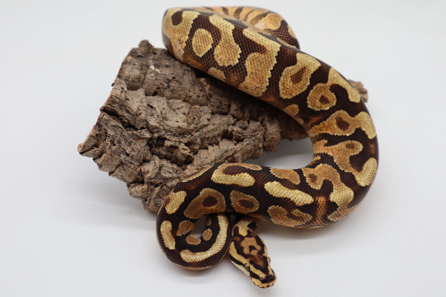 ENCHI SPOTNOSE YELLOW BELLY HET. CLOWN - MACHO