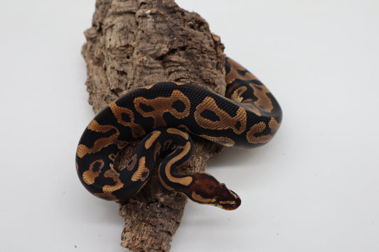 LEOPARD DOBLE HET SUNSET CLOWN - MACHO