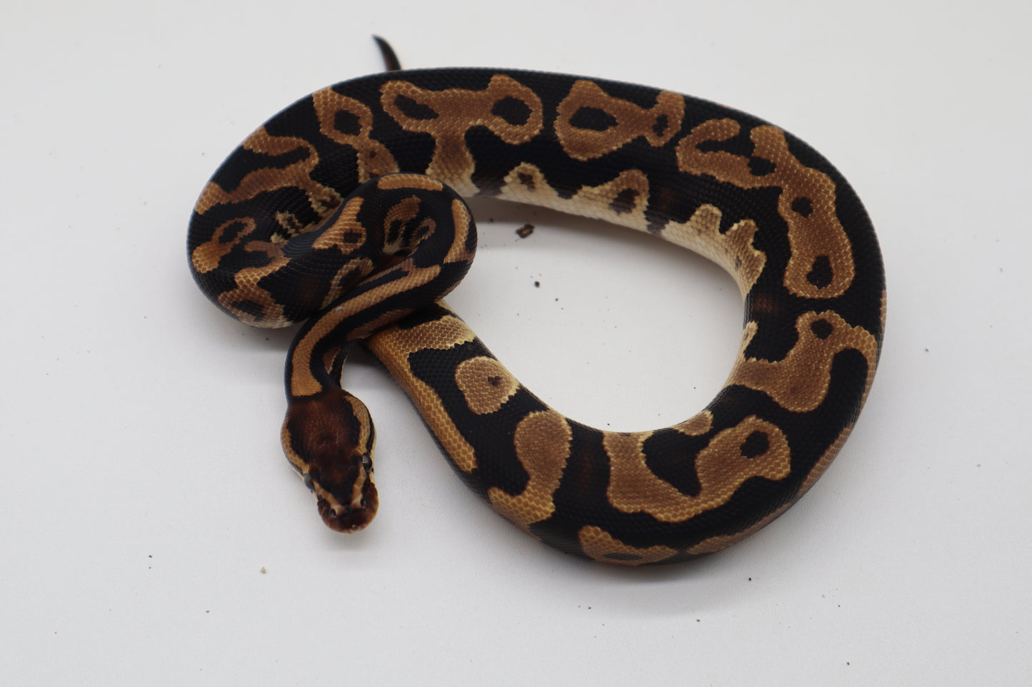 LEOPARD DOBLE HET SUNSET CLOWN - MACHO