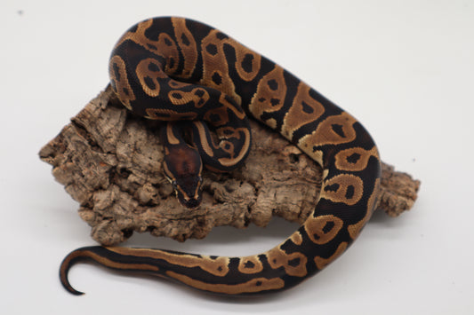 LEOPARD HET. PIED Pos. HET. ALBINO - MACHO