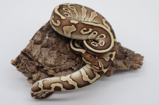 LESSER LEOPARD HET. CLOWN - MACHO