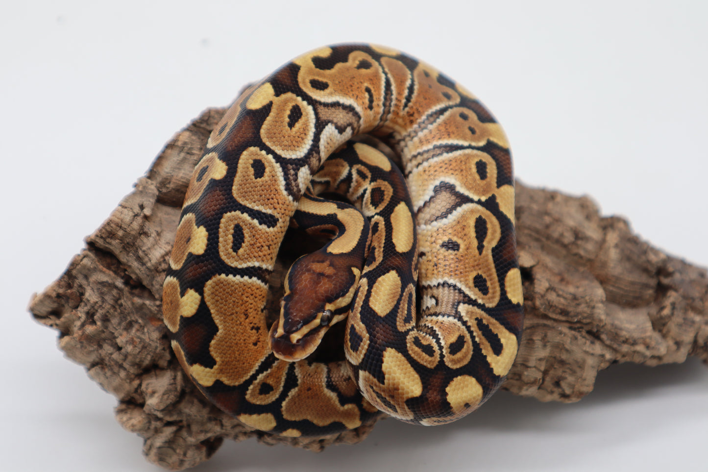 SPECIAL 100% HET. CLOWN MACHO