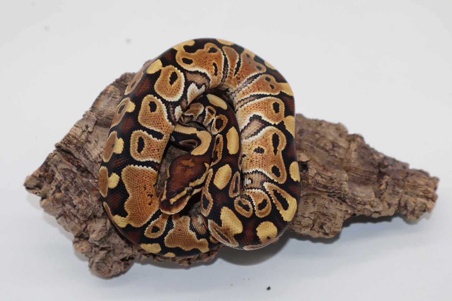 SPECIAL 100% HET. CLOWN MACHO