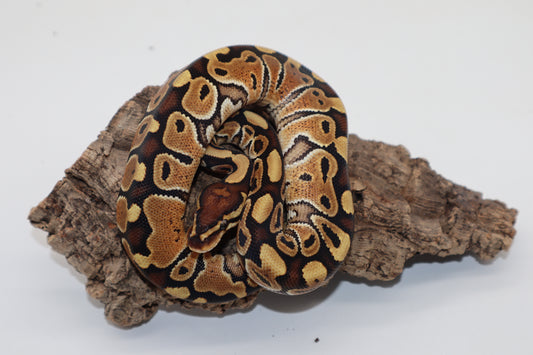 SPECIAL 100% HET. CLOWN MACHO