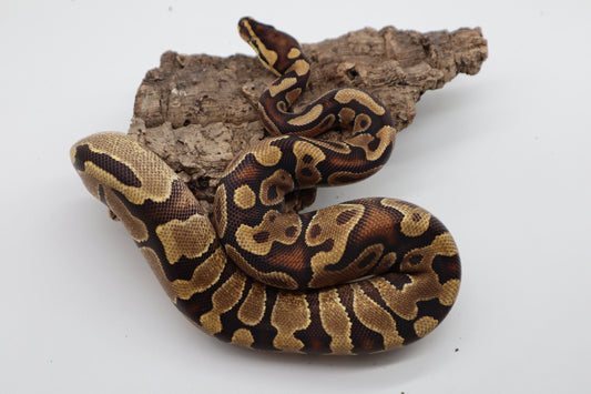 ENCHI YELLOW BELLY HET. CLOWN - HEMBRA