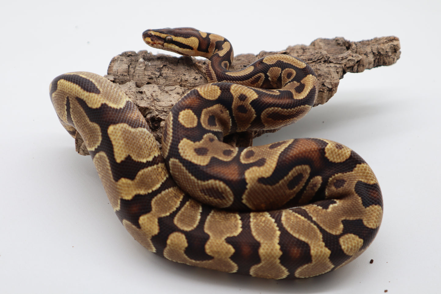 ENCHI YELLOW BELLY HET. CLOWN - HEMBRA