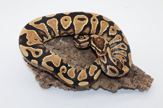 YELLOW BELLY HET. CLOWN - MACHO