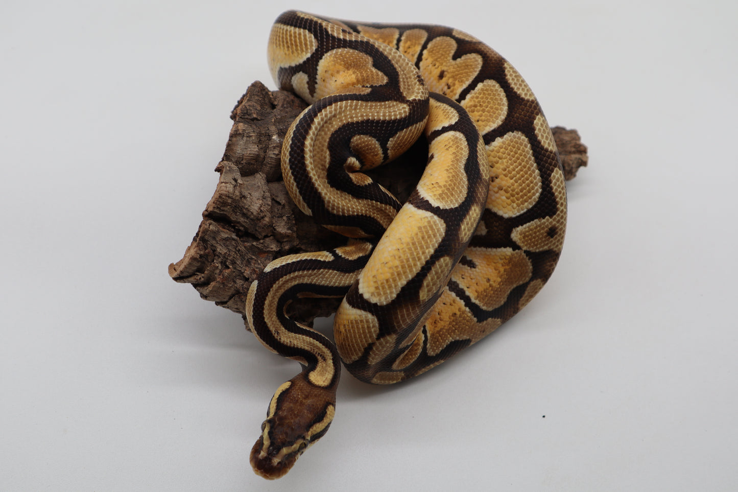 CYPRESS ENCHI PASTEL - MACHO