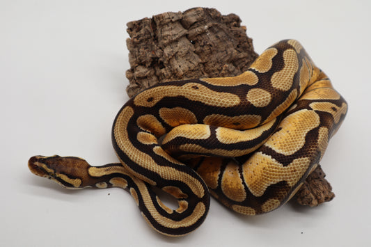 CYPRESS ENCHI PASTEL - MACHO