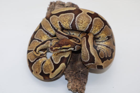 CYPRESS ENCHI - HEMBRA