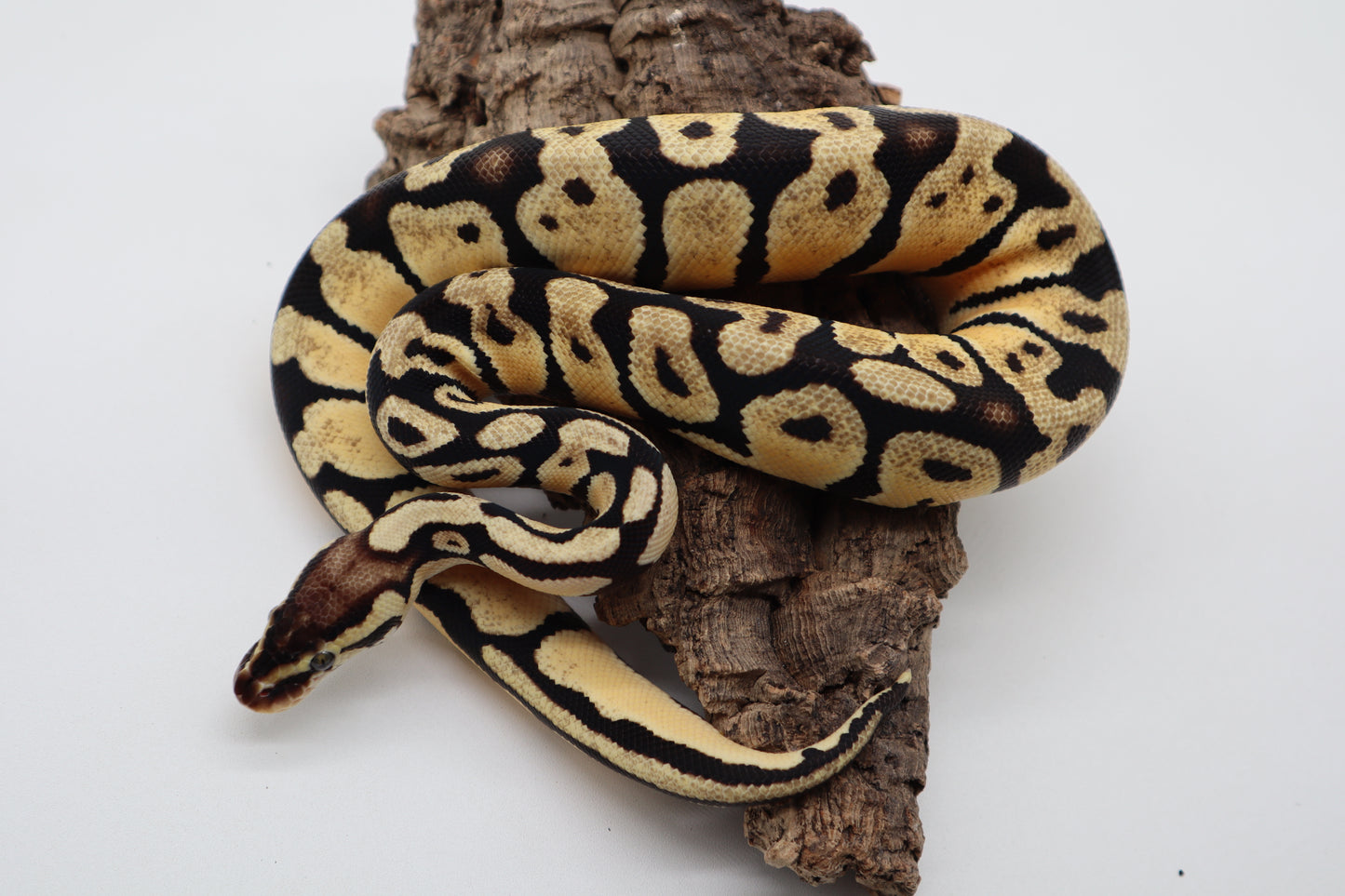ORANGE DREAM PASTEL HET. PUZZLE - HEMBRA