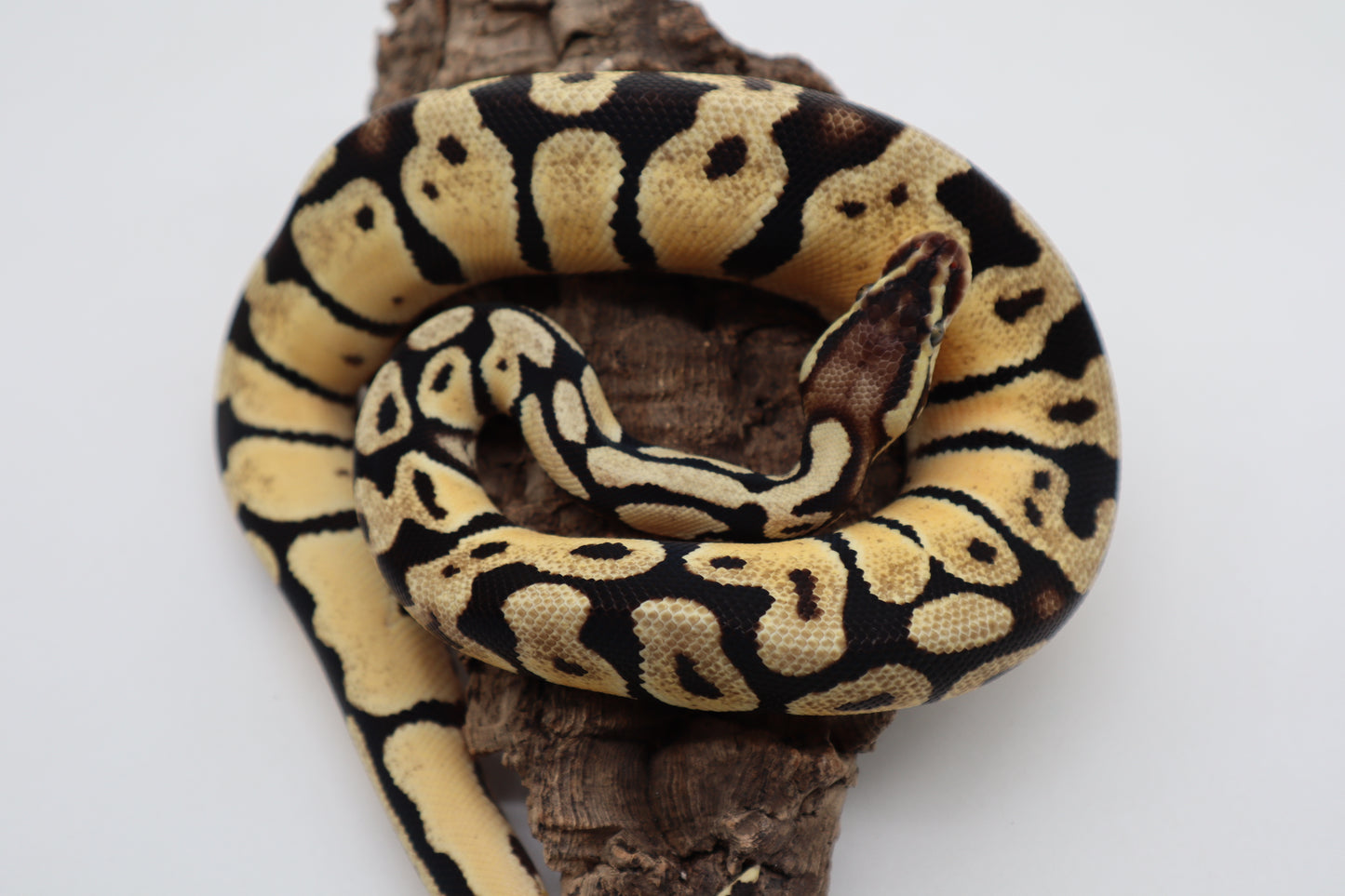 ORANGE DREAM PASTEL HET. PUZZLE - HEMBRA