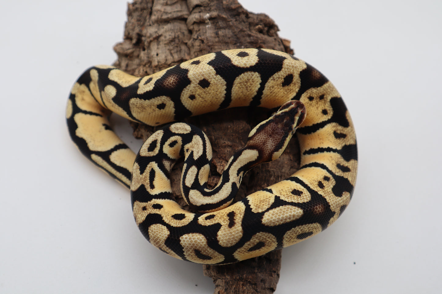 ORANGE DREAM PASTEL HET. PUZZLE - HEMBRA