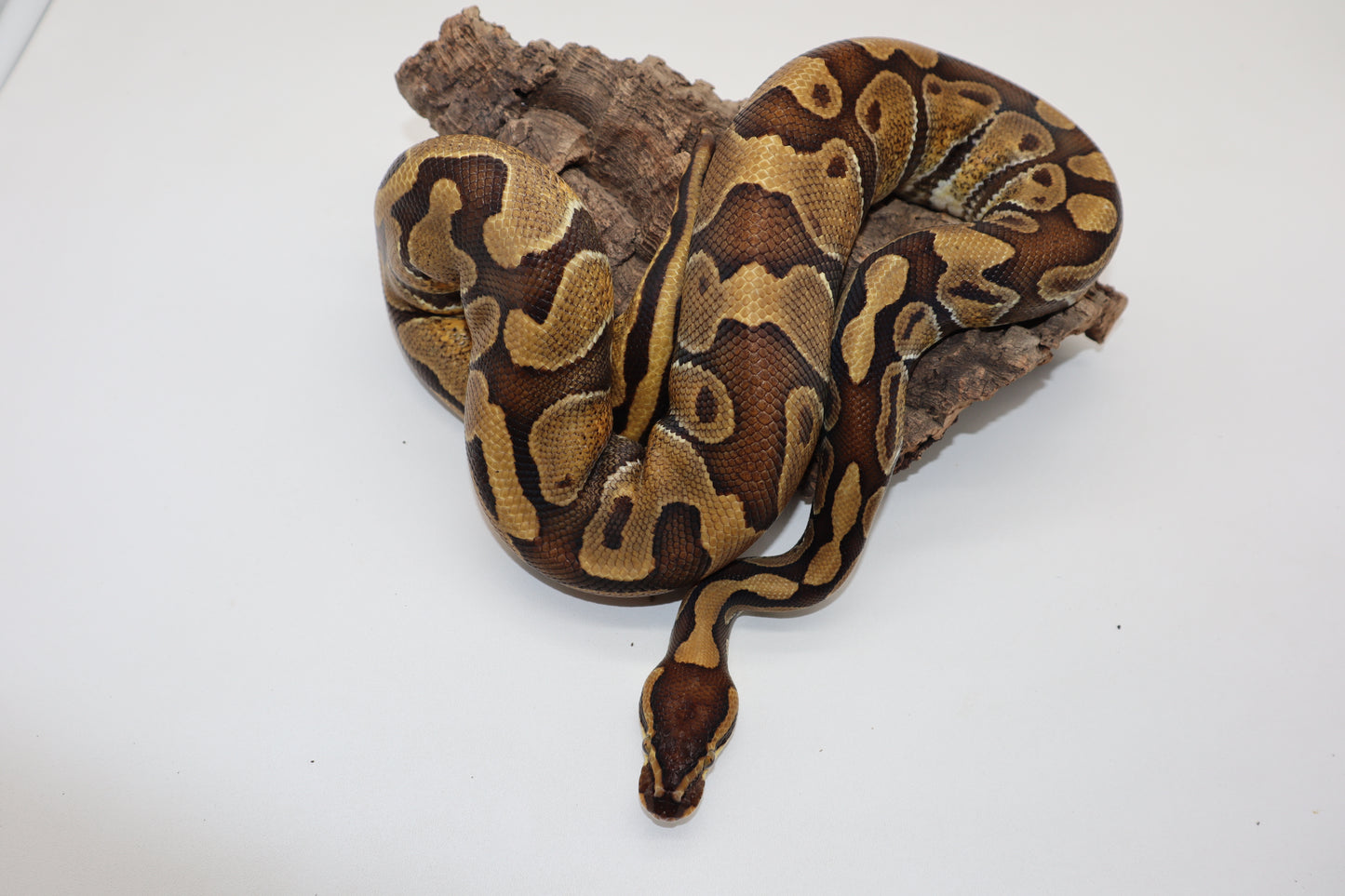 SPECIAL ENCHI - MACHO