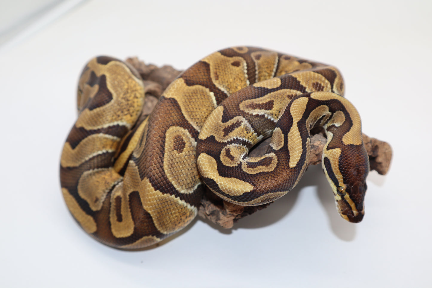SPECIAL ENCHI - MACHO