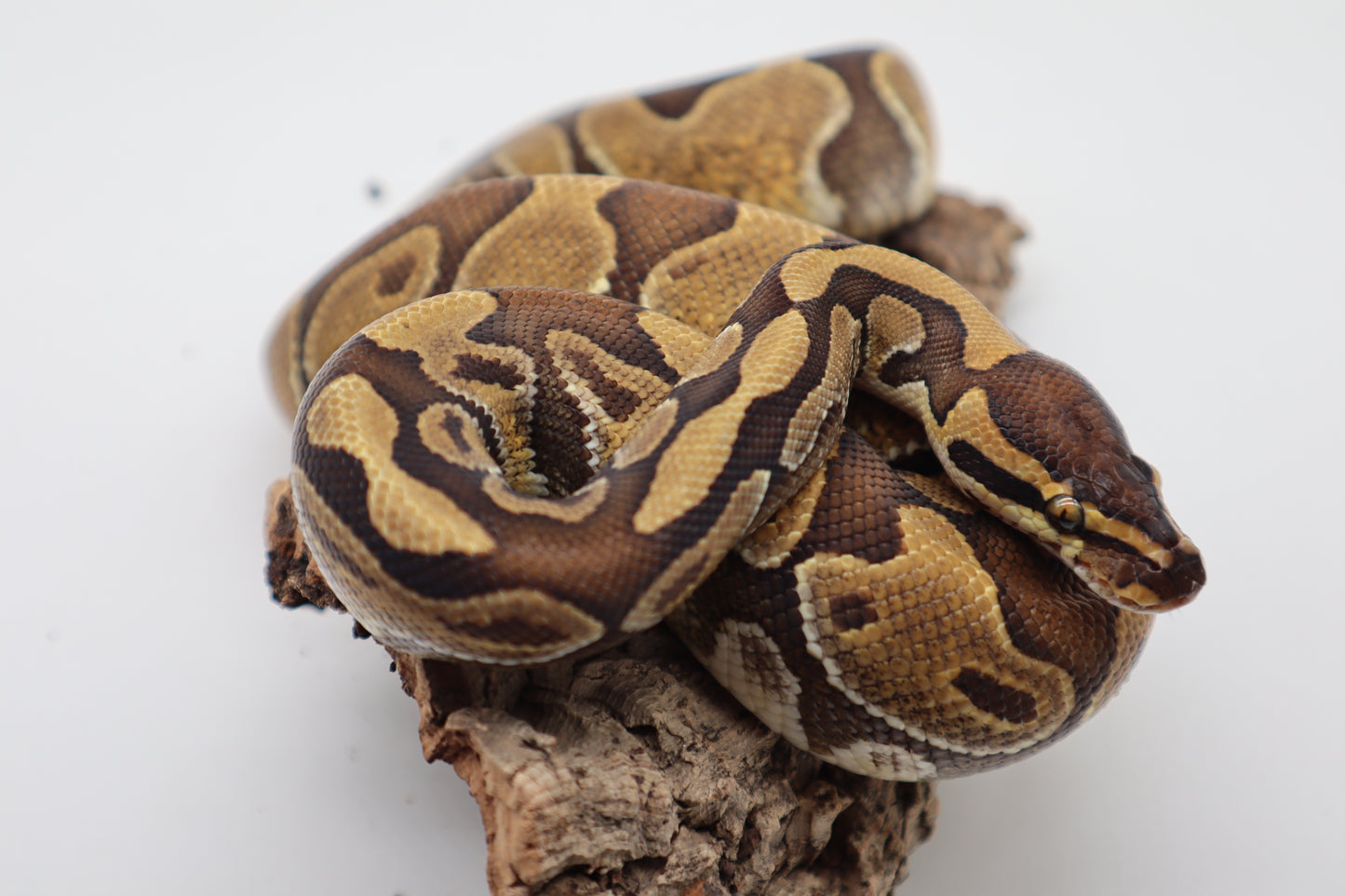 SPECIAL ENCHI - MACHO